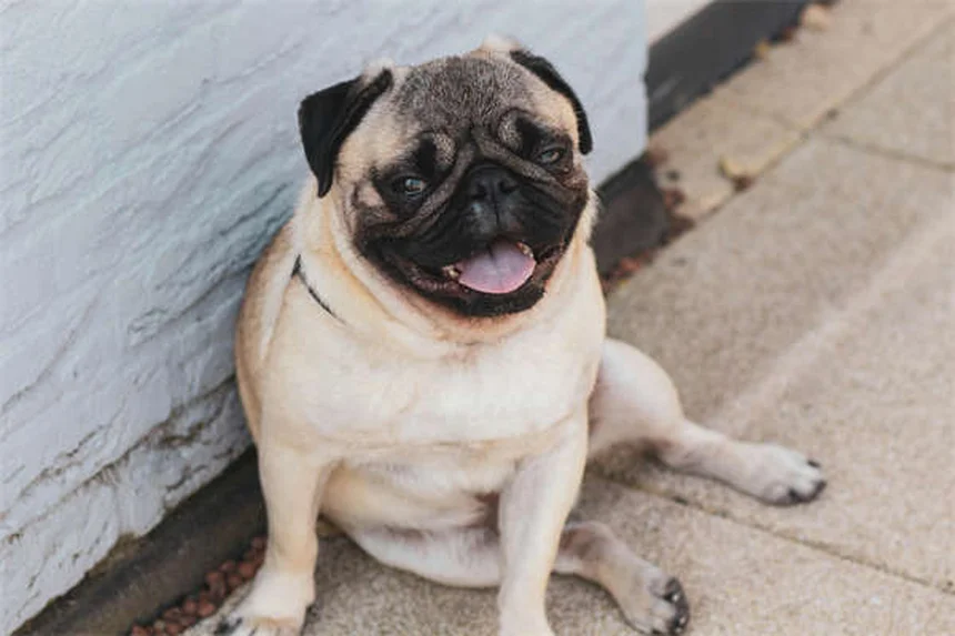 7 Reasons Why Your Dog Lies on You (And What It Means)