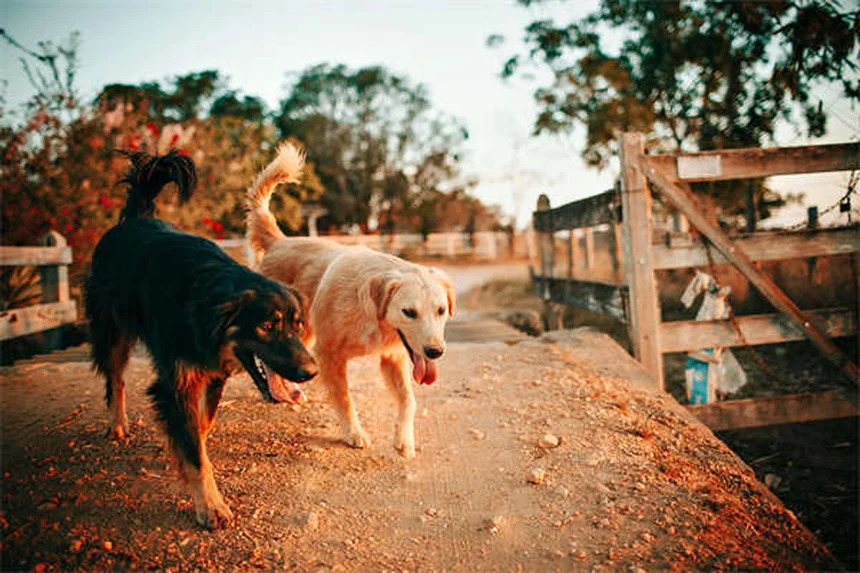 Top 10 Most Popular Dog Breeds in America (2025 AKC Rankings)