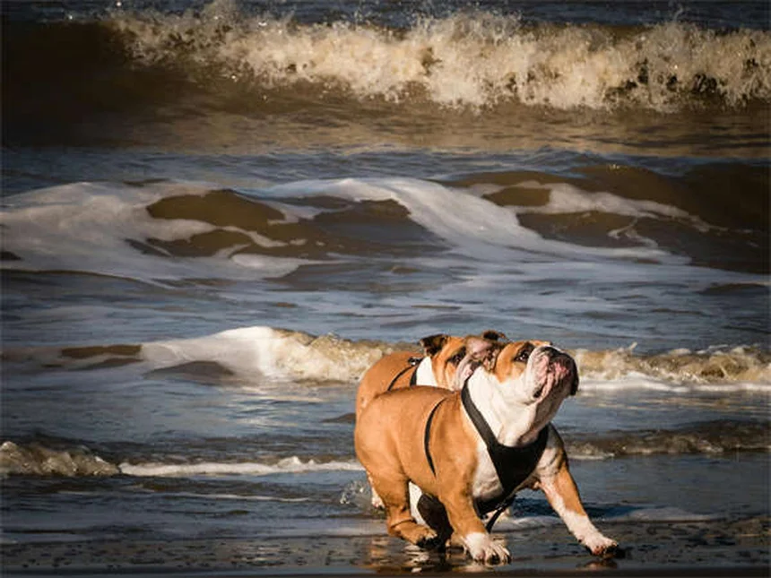 Top 10 Most Popular Dog Breeds in America (2025 AKC Rankings)