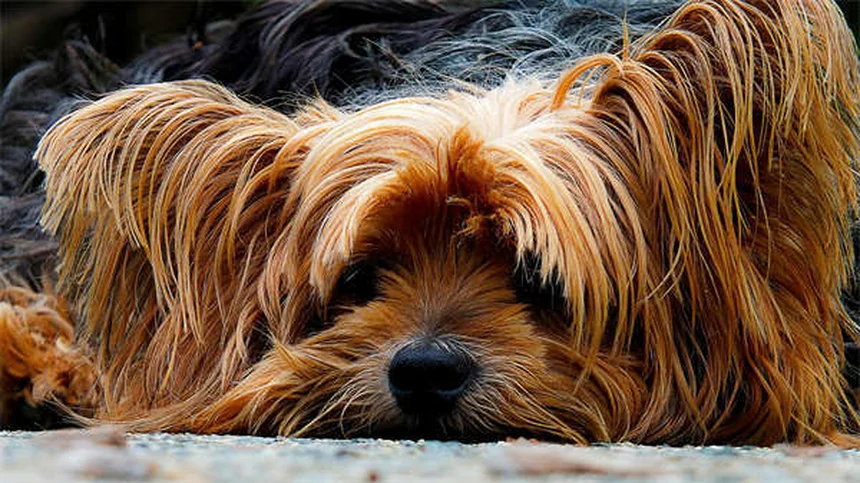 5 Scary Things Living in Your Dog's Bed (And How to Clean Them Out)