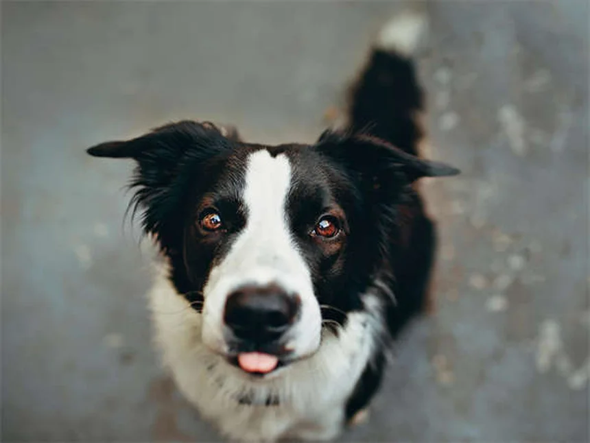 5 Scary Things Living in Your Dog's Bed (And How to Clean Them Out)