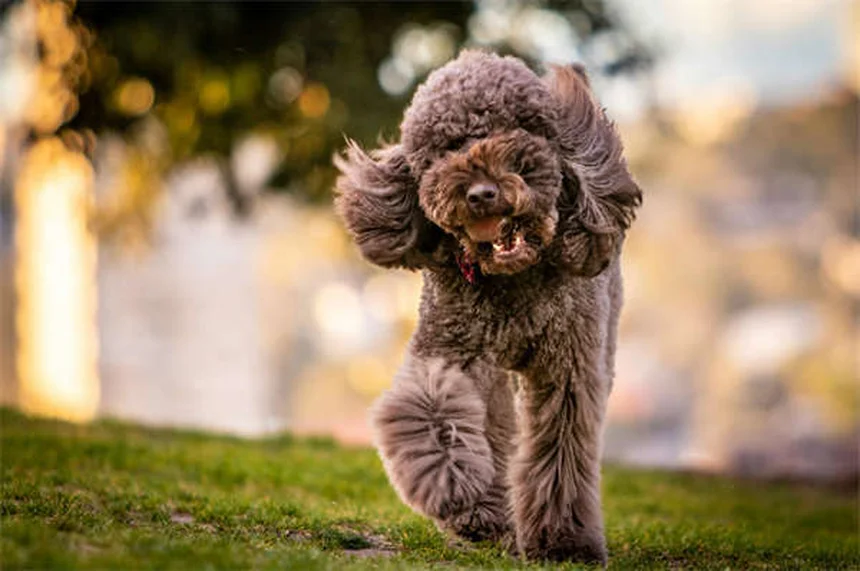Clopidogrel for Dogs and Cats: What Pet Owners Need to Know