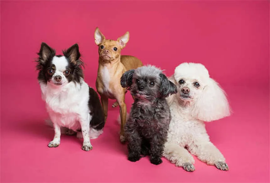 Clopidogrel for Dogs and Cats: What Pet Owners Need to Know