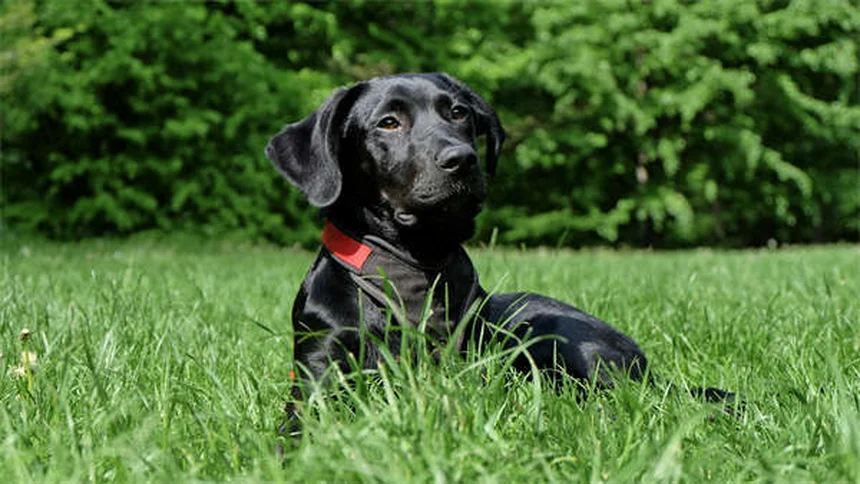 Clopidogrel for Dogs and Cats: What Pet Owners Need to Know