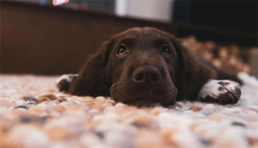 Salmonellosis in Rats: 5 Crucial Prevention Tips Every Owner Needs