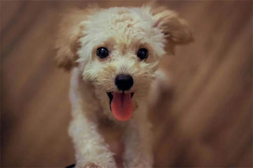 Lactated Ringer's for Pets: What Every Pet Owner Should Know