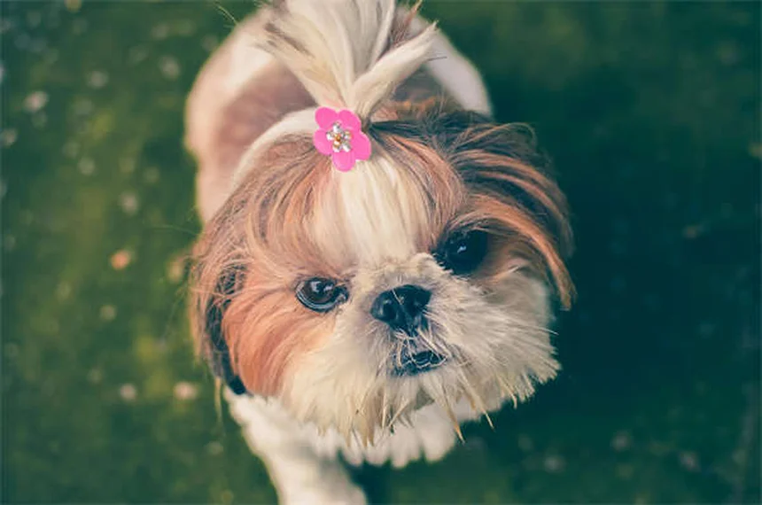 Lactated Ringer's for Pets: What Every Pet Owner Should Know