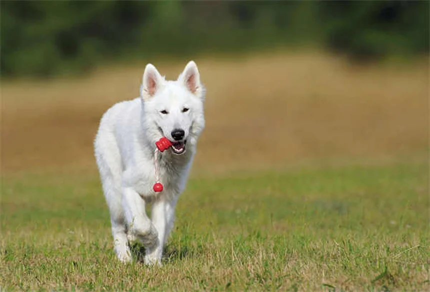 Lactated Ringer's for Pets: What Every Pet Owner Should Know