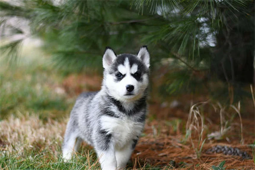 Lactated Ringer's for Pets: What Every Pet Owner Should Know
