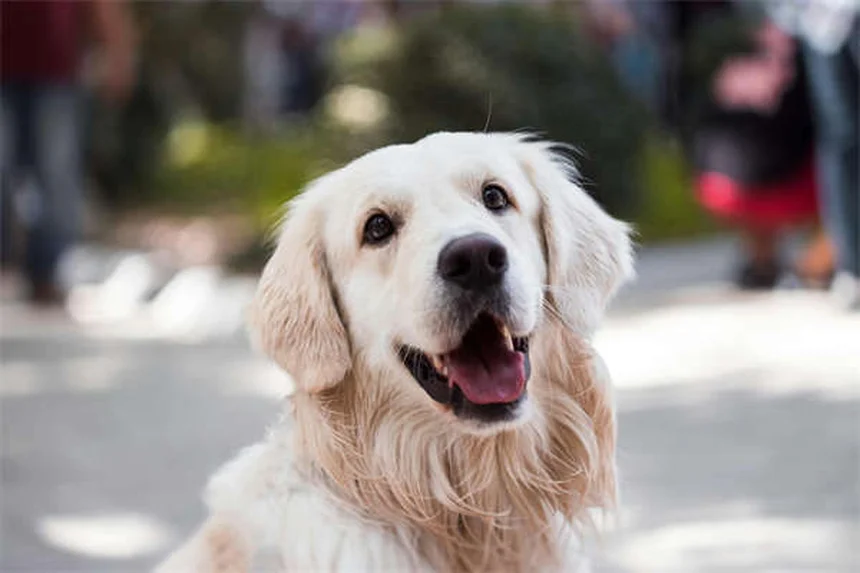 Best Kidney Diet for Dogs: What to Feed & Nutritional Guide