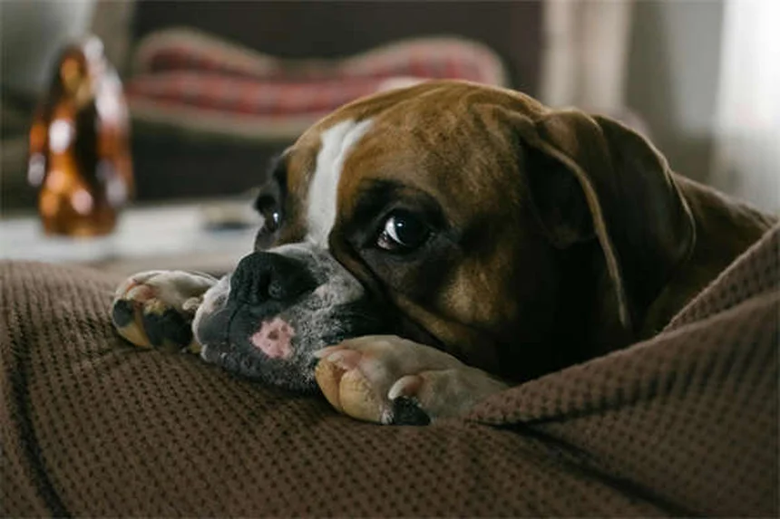 Best Kidney Diet for Dogs: What to Feed & Nutritional Guide