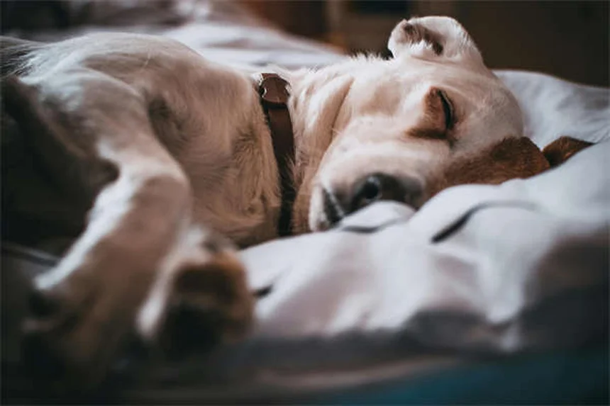 Chinchilla Calcium-Phosphorus Imbalance: 5 Warning Signs & Quick Fixes