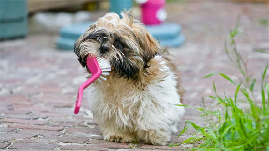Do Dogs Know When They're Dying? 7 Signs Your Pet Is Nearing the End