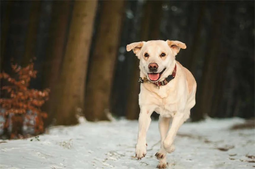 Best Puppy Food: 7 Nutrition Tips for Your Growing Dog