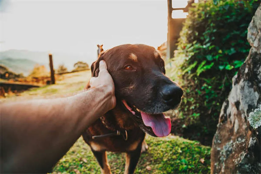 Chlorpheniramine for Pets: Safe Allergy Relief for Dogs & Cats