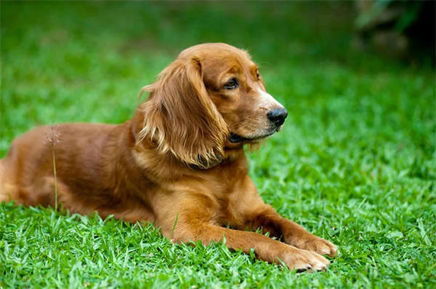 Chlorpheniramine for Pets: Safe Allergy Relief for Dogs & Cats