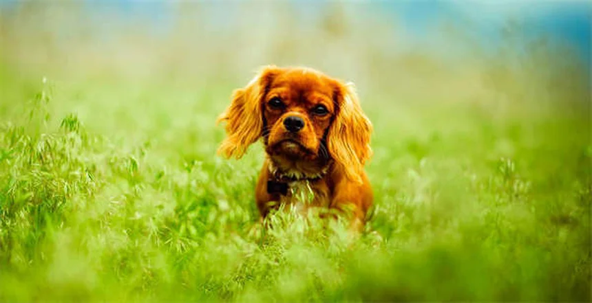 Chlorpheniramine for Pets: Safe Allergy Relief for Dogs & Cats