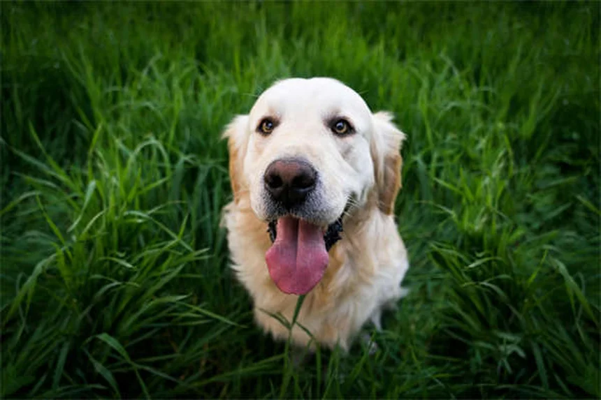 Chlorpheniramine for Pets: Safe Allergy Relief for Dogs & Cats