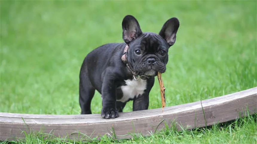 Temaril-P for Dogs: Uses, Dosage & Side Effects Explained