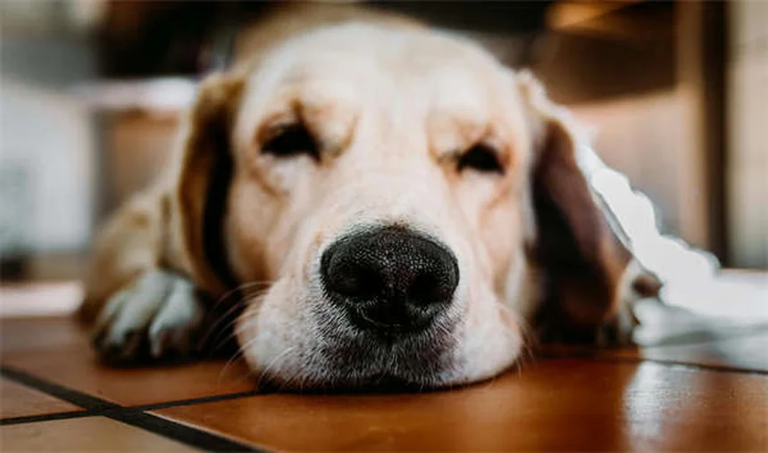 Temaril-P for Dogs: Uses, Dosage & Side Effects Explained
