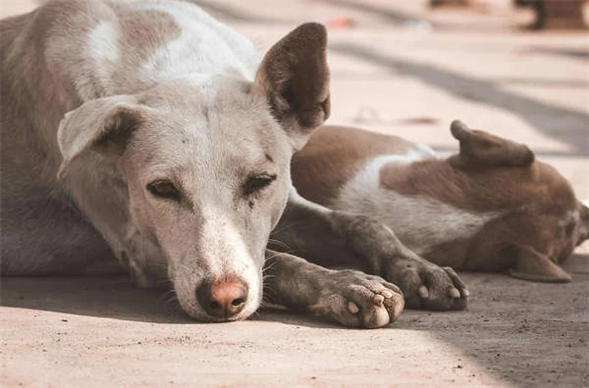 Temaril-P for Dogs: Uses, Dosage & Side Effects Explained