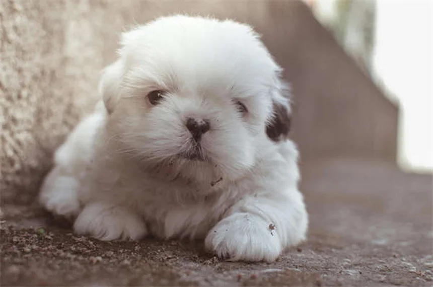 Why Do Dogs Love Squeaky Toys? 3 Surprising Reasons Explained