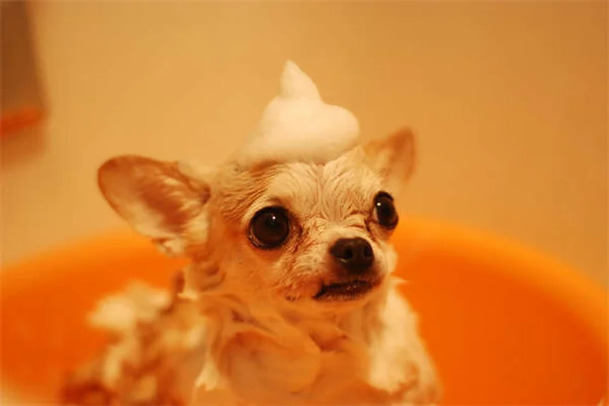 Why Is My Dog Always Hungry? 7 Possible Causes & When to Worry