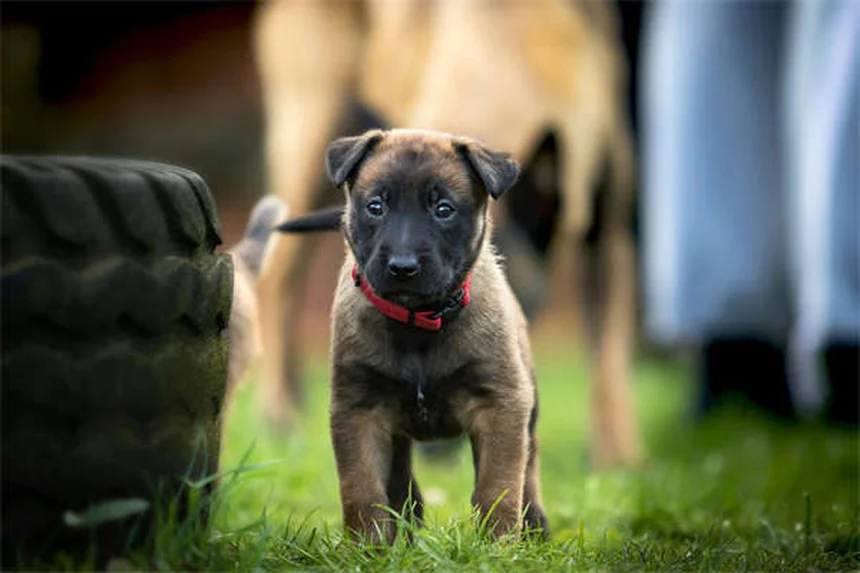Why Is My Dog Always Hungry? 7 Possible Causes & When to Worry