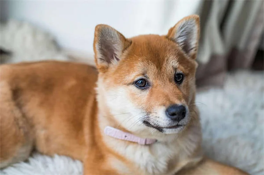 Why Is My Dog Always Hungry? 7 Possible Causes & When to Worry