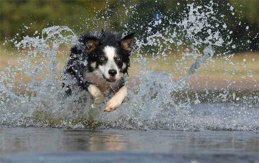 Why Is My Dog Always Hungry? 7 Possible Causes & When to Worry