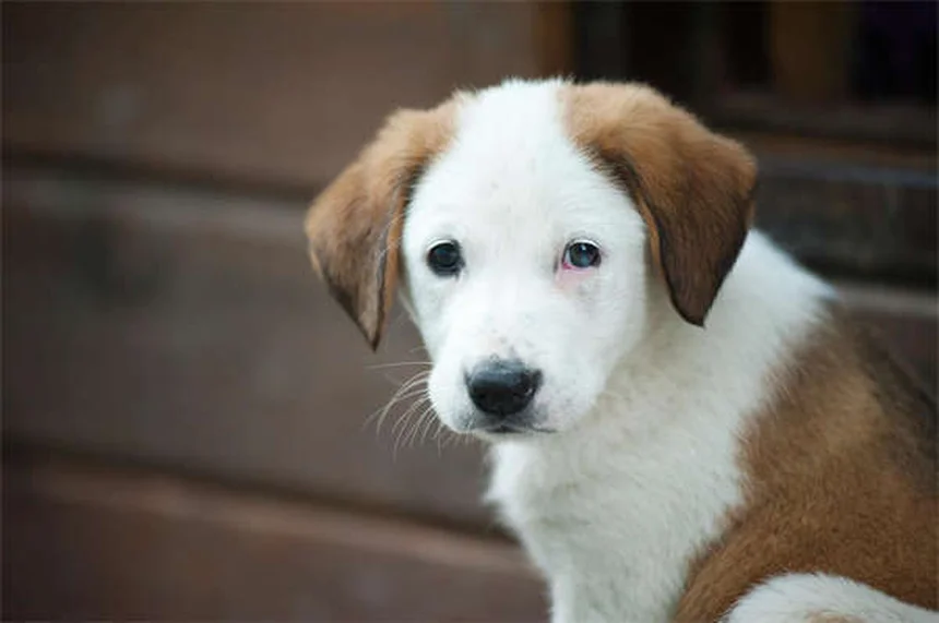 How to Brush Your Puppy's Teeth: 5 Simple Steps for Healthy Dog Dental Care