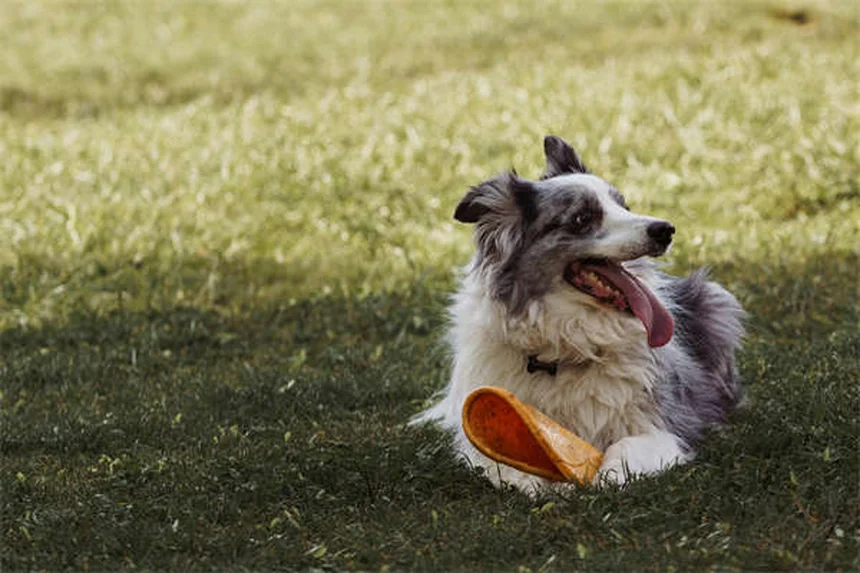 Cat Red Gums: 5 Warning Signs You Should Never Ignore