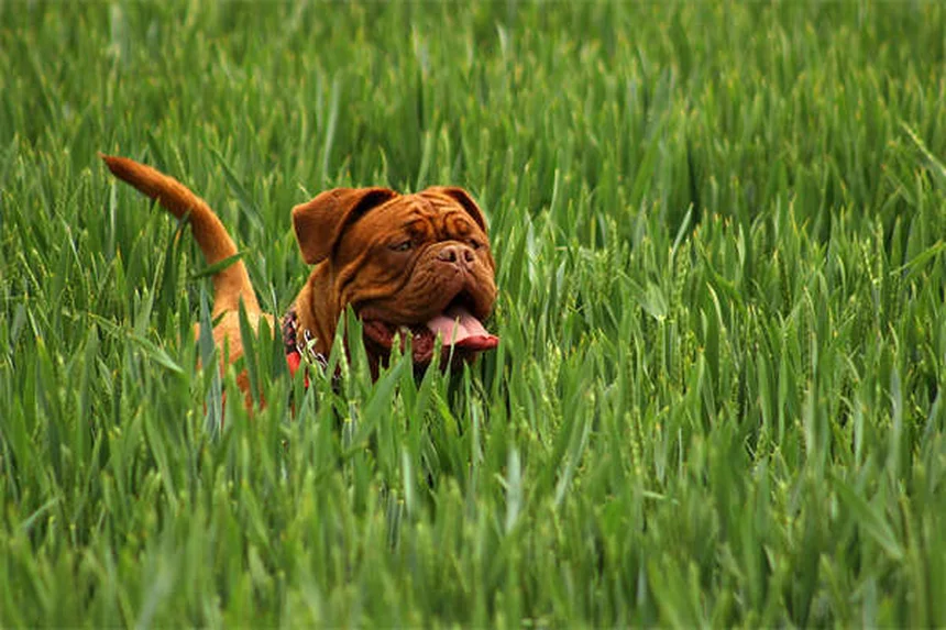 Guinea Pig Lice: 5 Signs Your Pet Has Pediculosis