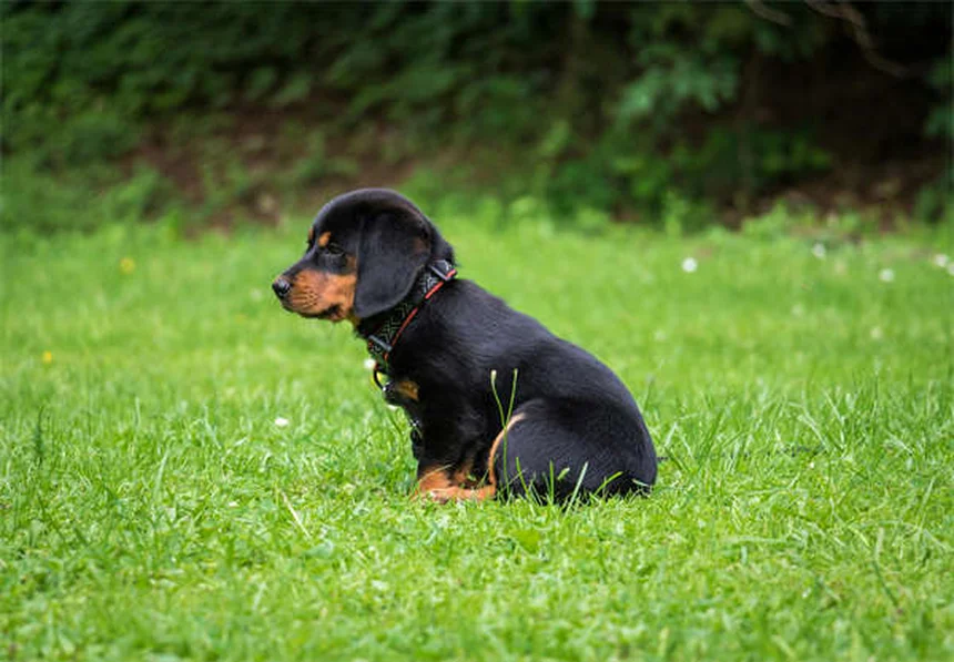 Guinea Pig Lice: 5 Signs Your Pet Has Pediculosis