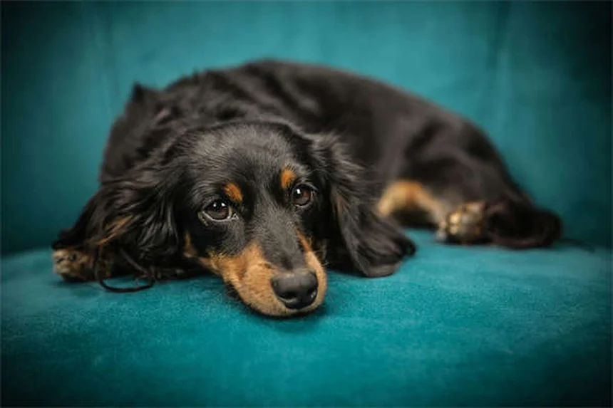 Do Dogs Know When They're Dying? 7 Signs Your Pet Is Nearing the End