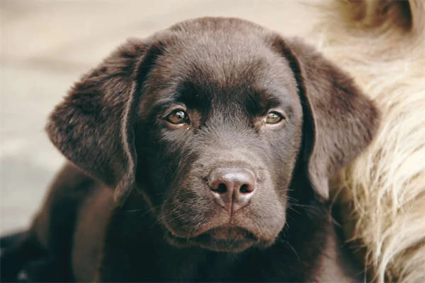 Do Dogs Know When They're Dying? 7 Signs Your Pet Is Nearing the End