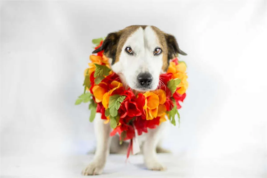 Best Dog Ramps for Senior Dogs: Safe Solutions for Aging Pups