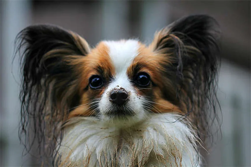 10 Biggest Domestic Cat Breeds That Will Amaze You