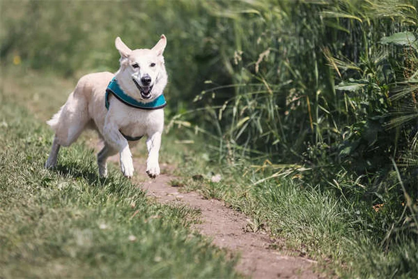 Are Flea Dips Safe for Cats? Vet-Approved Alternatives Explained