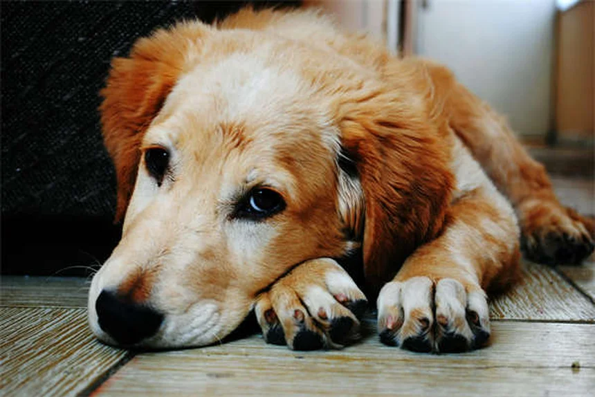 Best Dog Ramps for Senior Dogs: Safe Solutions for Aging Pups