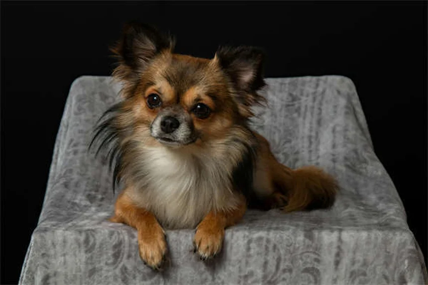 Best Dog Ramps for Senior Dogs: Safe Solutions for Aging Pups