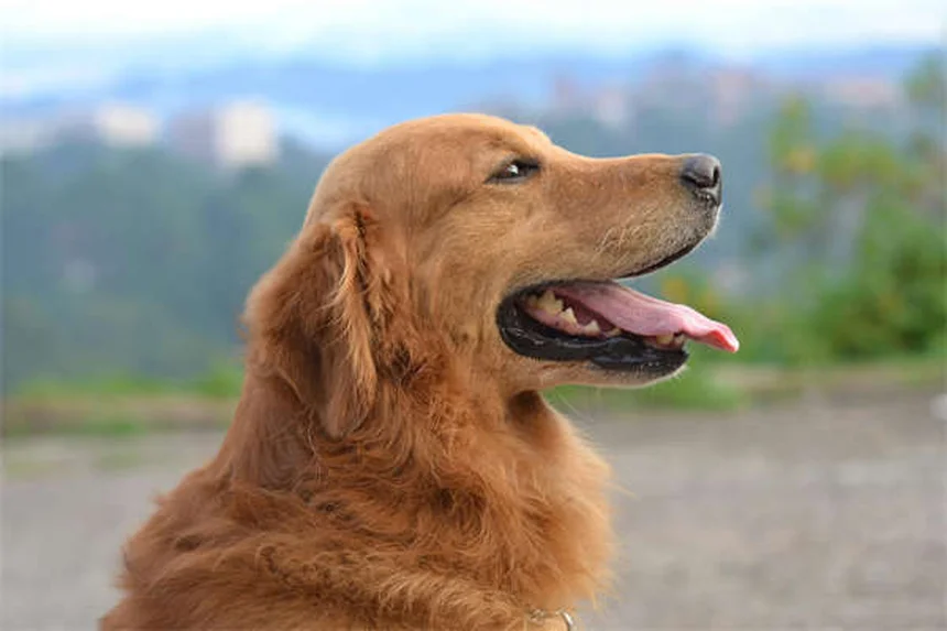 5 Signs Your Dog Has OCD (And How to Stop the Behavior Fast)