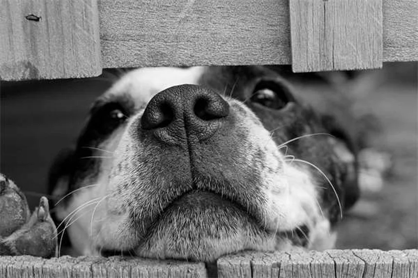 5 Signs Your Dog Has OCD (And How to Stop the Behavior Fast)