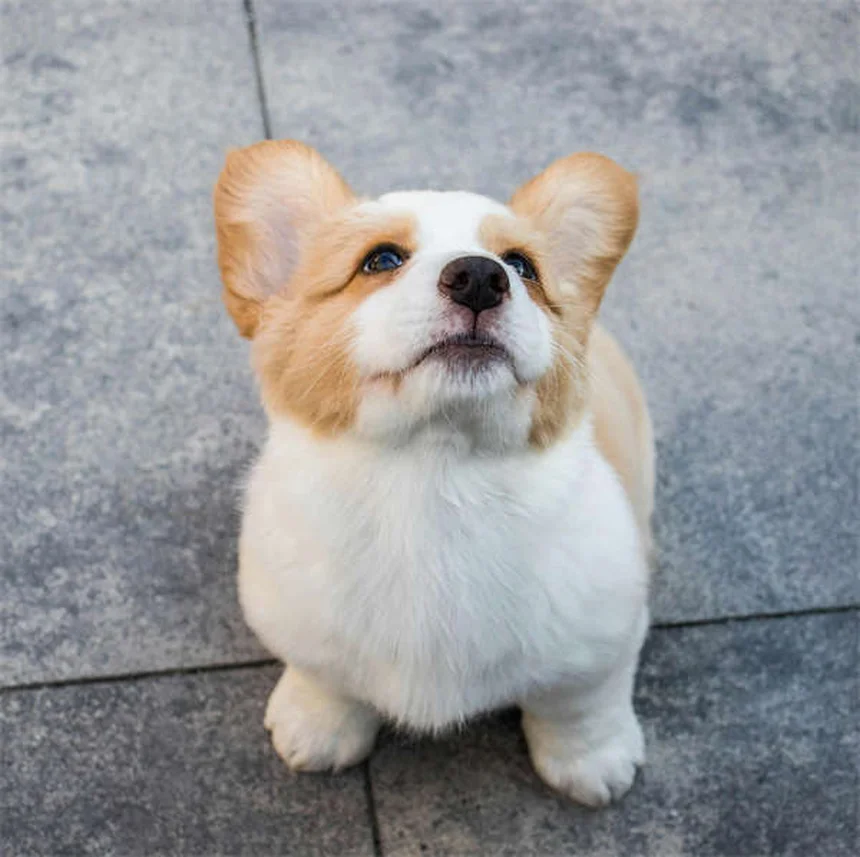 5 Signs Your Dog Has OCD (And How to Stop the Behavior Fast)