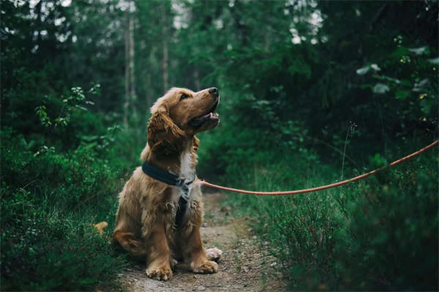 Dog C-Section: What Every Pet Owner Needs to Know