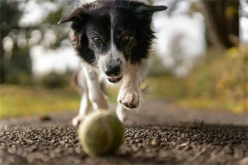 Dog C-Section: What Every Pet Owner Needs to Know