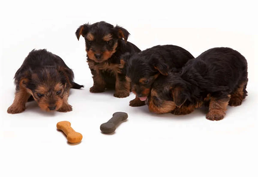 Dog C-Section: What Every Pet Owner Needs to Know