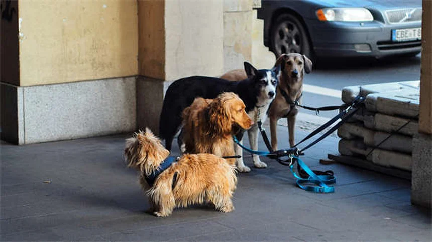 Dog C-Section: What Every Pet Owner Needs to Know