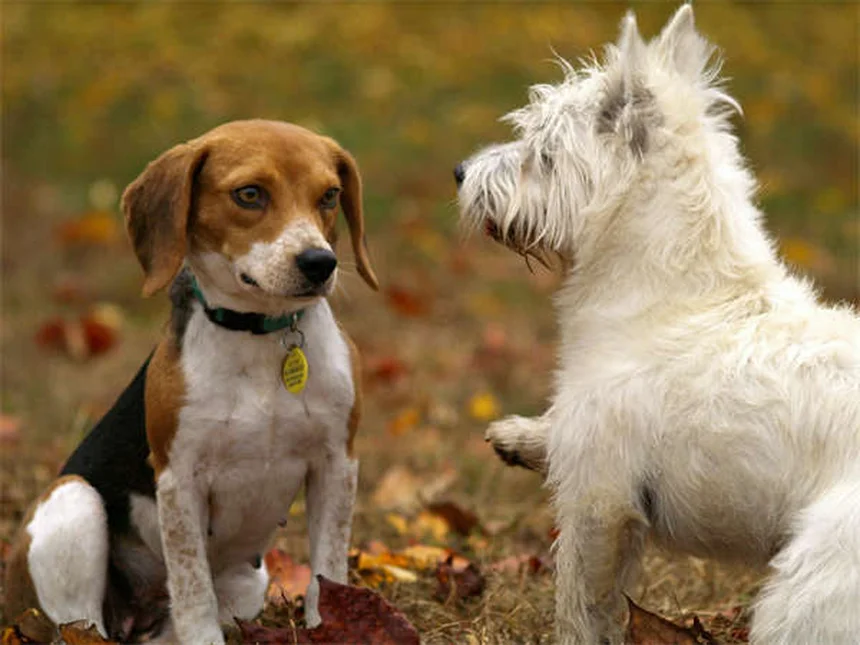 5 Science-Backed Ways Pets Boost Your Mental Health