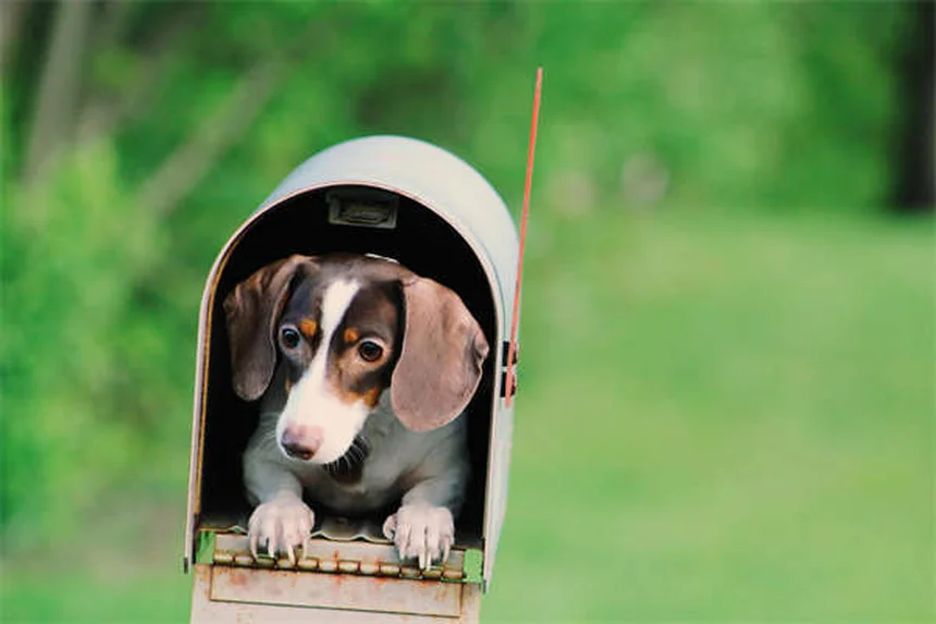 5 Science-Backed Ways Pets Boost Your Mental Health